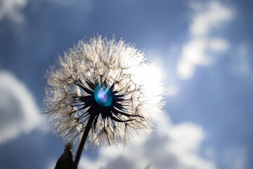 Landscape photo of a dandelion being hit by the sun with blue sky and some clouds on the background during summer