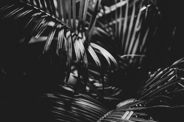 Black and white photo of a tropical tree leaf close-up in the dark