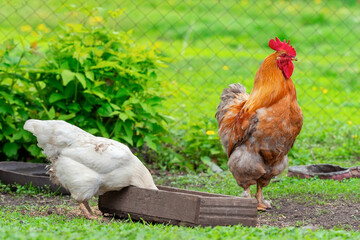 Chicken and rooster.