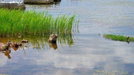 ducks on the lake