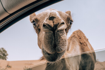 Wild Camels in Desert, road trip in Desert, Middle East, Camel, Road, Car