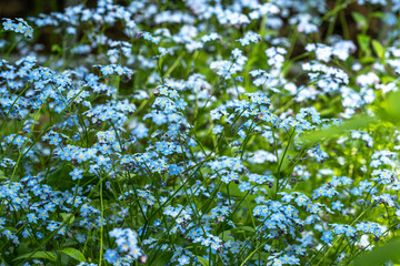 background image of blooming forget-me-nots in green