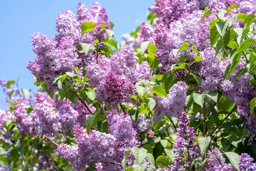 lilac bush in bloom against the blue sky © Olga