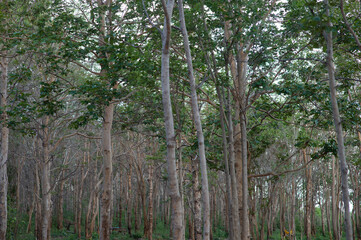 Tropical forest with many trees.