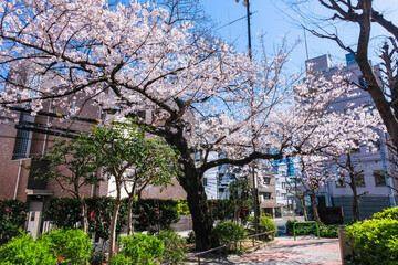 東京都 麻布 狸穴公園 春