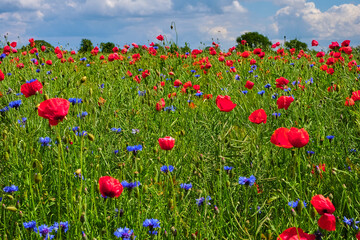 Field with poppies and cornflowers on a summer sunny day