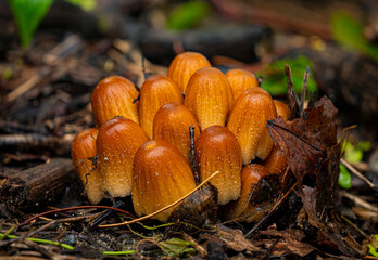 mushrooms in the forest