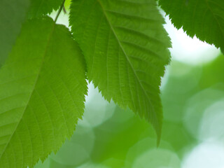 木の葉のクローズアップ