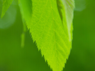 木の葉のクローズアップ