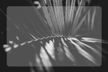 Black and white photo of a tropical tree leaf in a frame