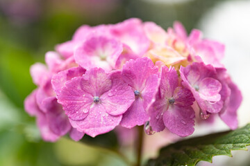 水滴の付いた紫陽花