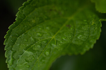 雨の日に葉っぱについた水滴のクローズアップ