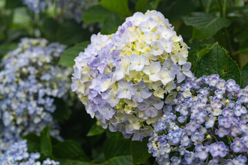 薄紫色の満開の紫陽花