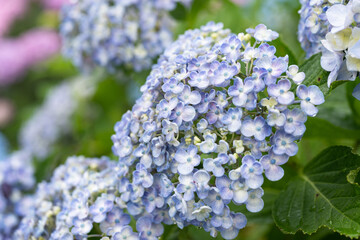 薄紫色の満開の紫陽花