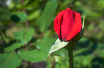 Bud of a red young rose in nature on a green background. Copy space