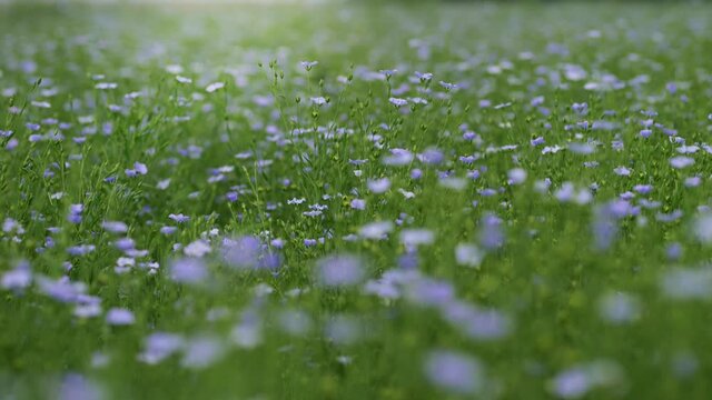flax field in bloom, countryside peaceful blue flowers background, field of blue delicate flowers, agriculture, flax cultivation, slow motion walking in field go linen