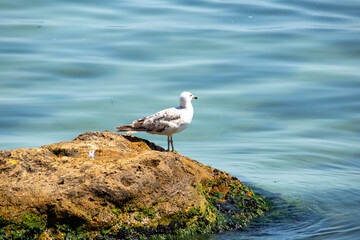 Seagull on yellow stone in the sea