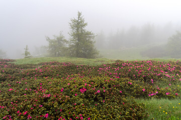 Fototapeta premium Rhododendron blooming in the fog, Ligurian Alps, Italy