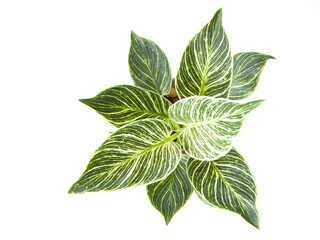 green leaves isolated on white