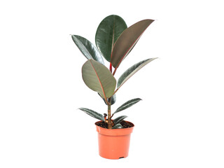 green plant in a pot