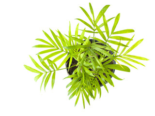 bamboo leaves isolated on white background