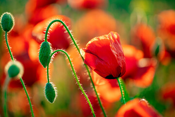 Poppy in the field with blurry background and sunlight