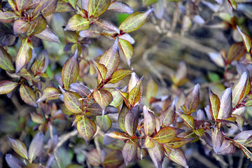 Beautiful purple leaves with green streaks close-up. Evergreen shrub grows in the garden. Floral...