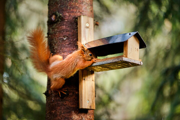 squirrel eats seeds from a bird feeder on a tree