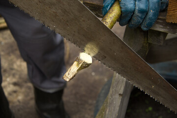 The man saws a tree branch with a wide iron hand saw. Saw with large teeth and sometimes visible rust stains. Old tool