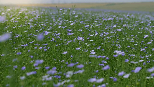 flax field in bloom, countryside peaceful blue flowers background, field of blue delicate flowers, agriculture, flax cultivation, slow motion walking in field go linen