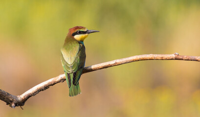 European bee-eater, merops apiaster. On an early sunny morning, a young bird, a chick, sits on a thin dry branch near the nest.