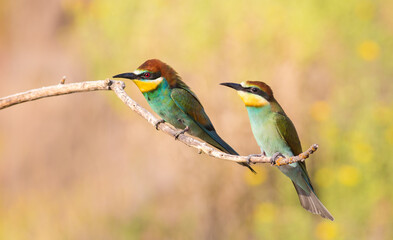 Obraz premium European bee-eater, merops apiaster. On an early sunny morning, an adult and a young bird are sitting on a dry branch. The sun beautifully illuminates them with soft rays