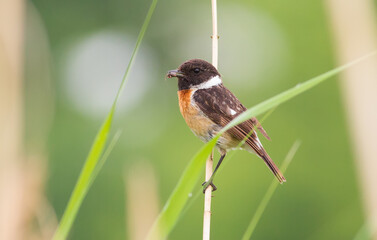 European stonechat, Saxicola rubicola. On a cloudy morning, a male bird sits on a reed and holds prey in its beak