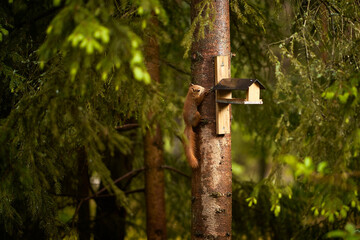 squirrel eats seeds from a bird feeder on a tree