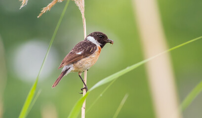 European stonechat, Saxicola rubicola. On a cloudy morning, a male bird sits on a reed and holds prey in its beak