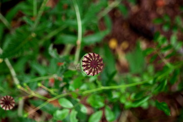 Mohn Mohnblume Samenträgen Knolle 