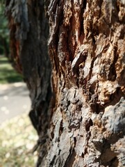 bark of a tree