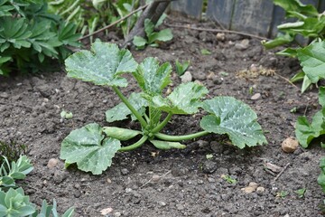Courgette plant growing in the garden.
