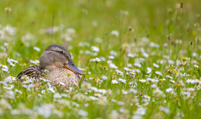 duck in the grass