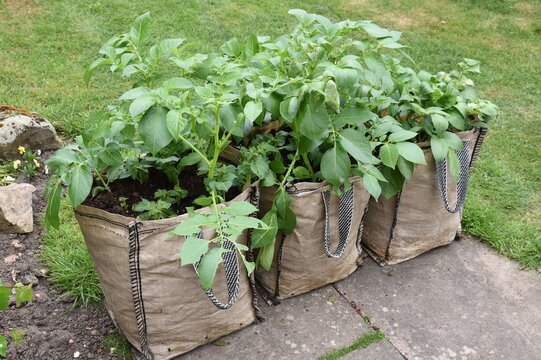 Growing three sack of potatoes.
