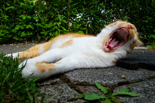 g&auml;hnender Kater