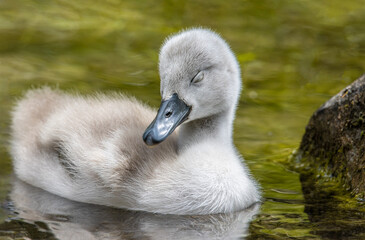 baby swan - Powered by Adobe