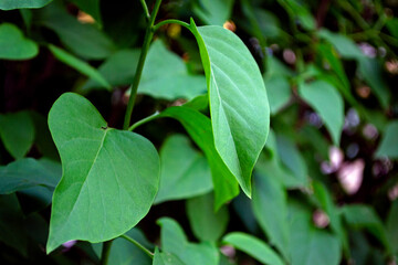 close up of green leaves