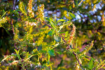 yellow flowers on a tree