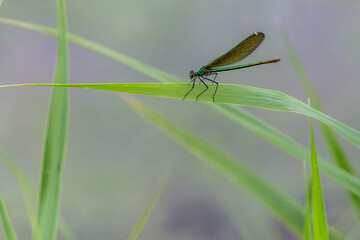 Dragonfly on a blade of grass