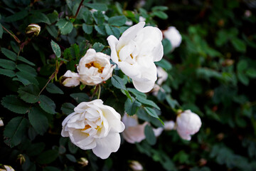 white roses