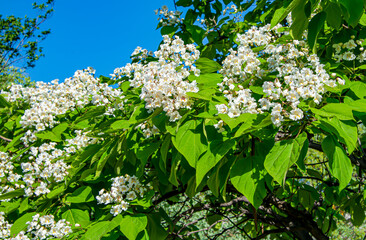 Катальпа. Цветы