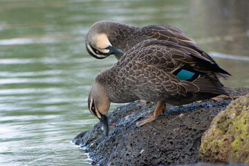 Pacific Black Duck