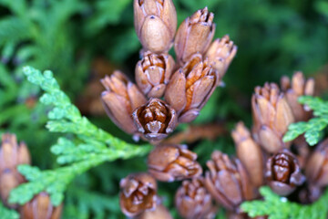 Detail shot of a blossom from a conifer