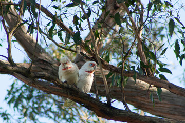 Australian Long Billed Corellas